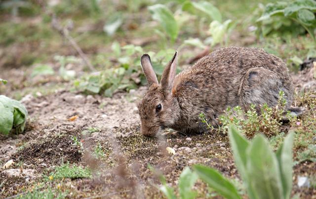 养兔技术长毛兔的四季管理（水对家兔的生长发育作用）(2)