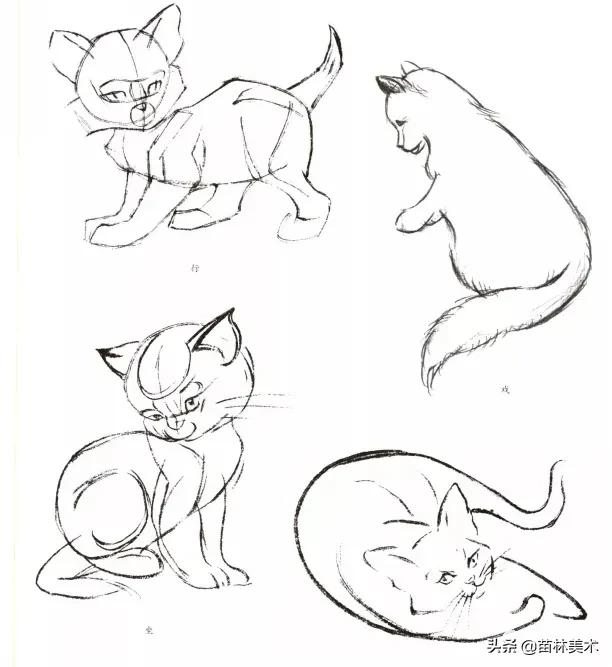 猫的各种姿态画法（猫的基本画法与步骤）(16)