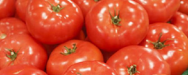 种植西红柿有什么注意事项（种西红柿需要注意什么）(1)