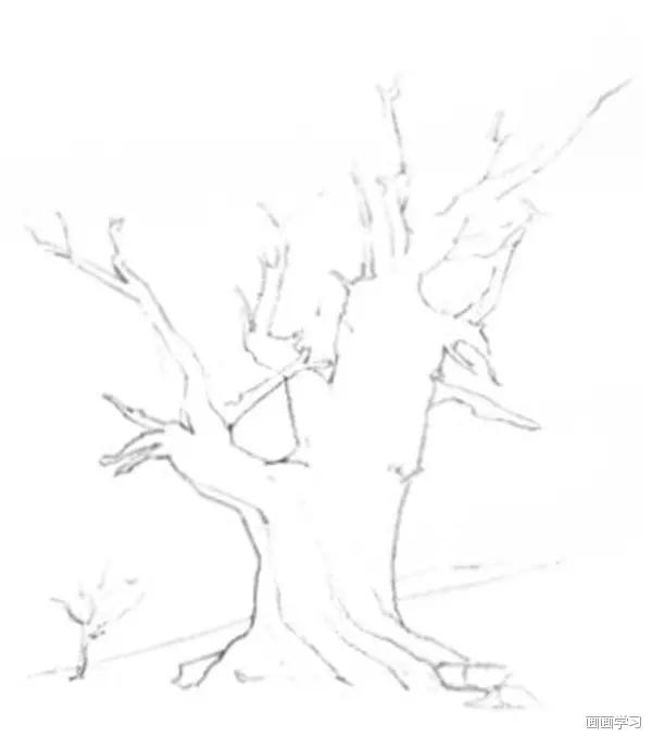 怎么画树才好看（教你怎样画树超详细教程）(2)