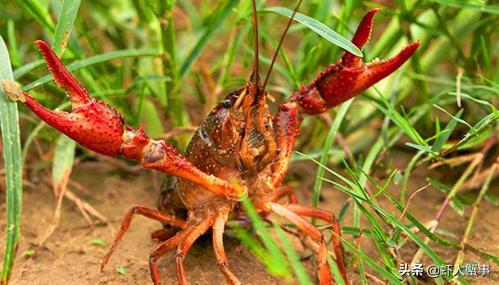 小龙虾养殖常用几种水草（大部分小龙虾养殖户都不知道的水草管理要点）(2)