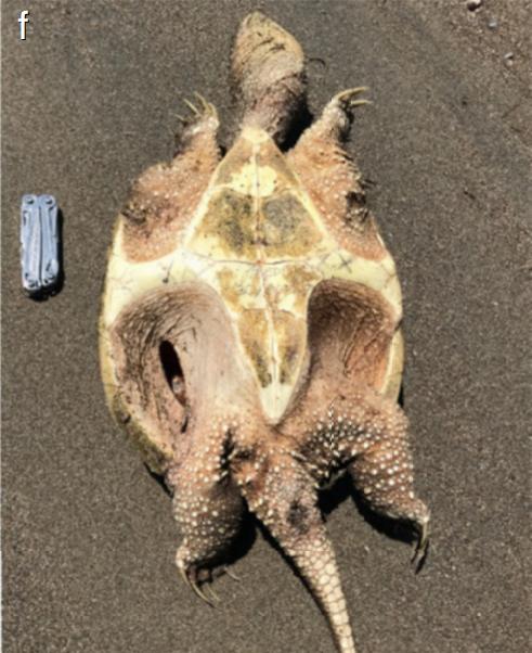 鳄龟在龟壳中变异的全过程（憨态可掬的浣熊竟是捕食拟鳄龟的）(5)