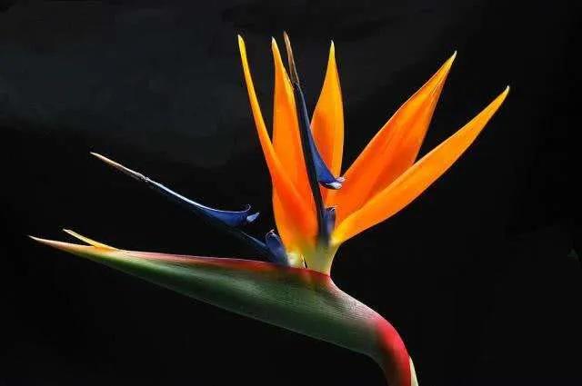 春天到冬天盛开最有标志性的花 此花宛如一只飞舞的鹤(2)