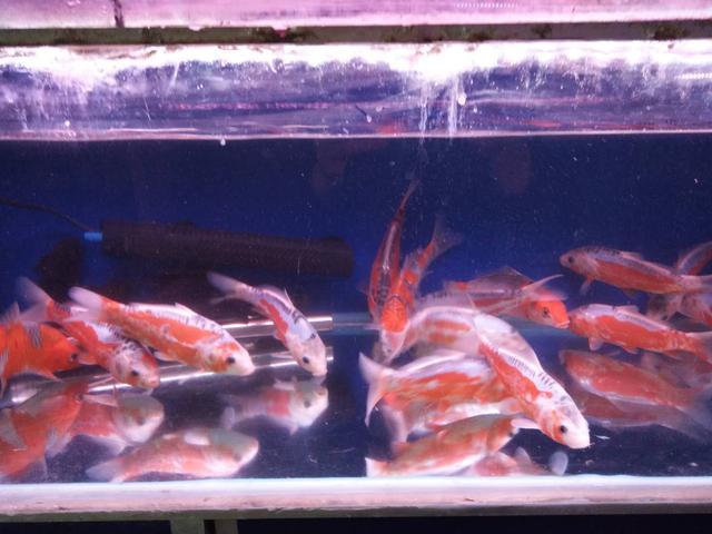 观赏鱼鱼缸可以多久不打氧气（新鱼到家过早开启鱼缸灯）