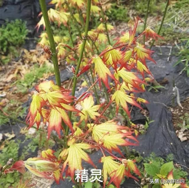 适合农村庭院的爬藤花（网红庭院花园必备的38种枫树和4种紫藤）(71)