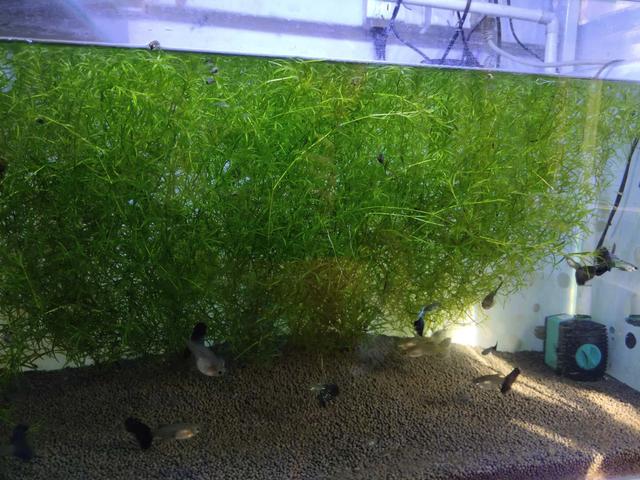 我缸里的水草为什么会发黄腐烂（为什么栽种的水草会出现发黑）(2)