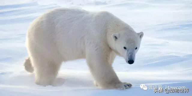 现存最大的北极熊（体型最大的陆上肉食性动物-北极熊）(4)