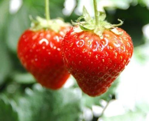 类似蓝莓的水果是什么（你肯定只知道草莓蓝莓）(4)