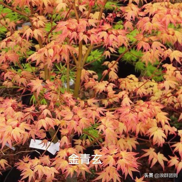 适合农村庭院的爬藤花（网红庭院花园必备的38种枫树和4种紫藤）(116)