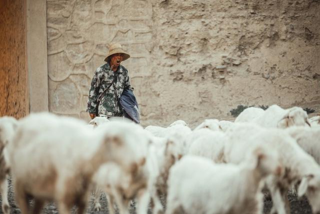 内蒙古的山羊肉（祁连山下的牧羊人）(4)