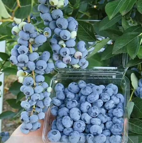 阳台栽种蓝莓（蓝莓太贵啦自身阳台种）(7)