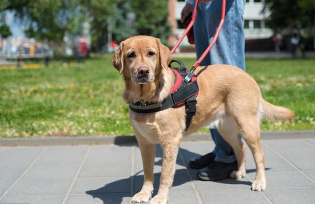 导盲犬被允许乘坐公交地铁（拒绝导盲犬乘地铁）(1)