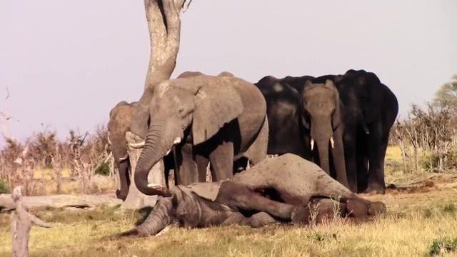 大象在博茨瓦纳神秘死亡（独特个性悼念死者）(7)