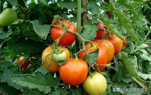 新鲜西红柿如何保存（西红柿怎么保存长久）
