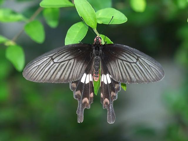 长春有什么蝴蝶种类（上海的常见本土蝴蝶）(2)