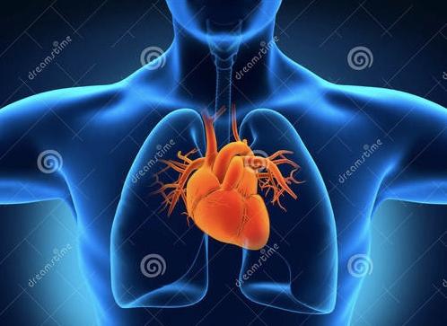 心脏在身体的具体位置图（源头简史心脏在身体的哪个位置）(1)