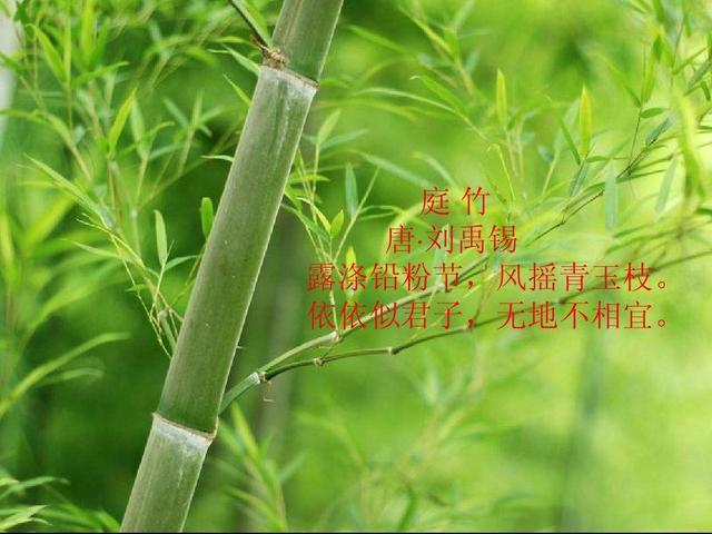 竹子开花有什么说法（俗语）(2)