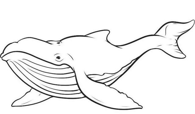 0到9简笔海洋动物怎么画（海洋动物简笔画高清线稿）(6)