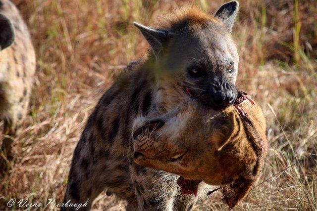 斑鬣狗进化过程（草原上的二当家）(12)