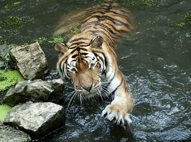 老虎一旦灭绝将会有什么影响（对人类的影响有多大）(2)