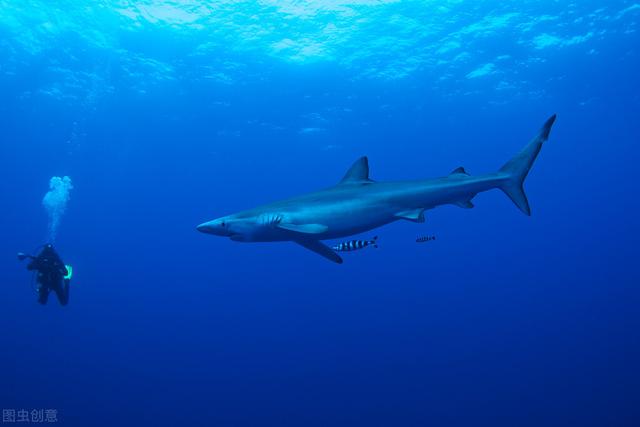 世界上十种最可怕的鲨鱼（十种最危险的鲨鱼排行榜）(3)