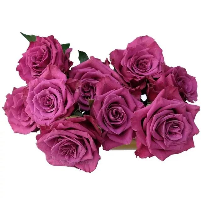 肯尼亚玫瑰哪些品种值得推荐（图鉴肯尼亚玫瑰）(45)