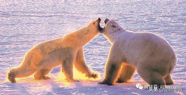 现存最大的北极熊（体型最大的陆上肉食性动物-北极熊）(38)