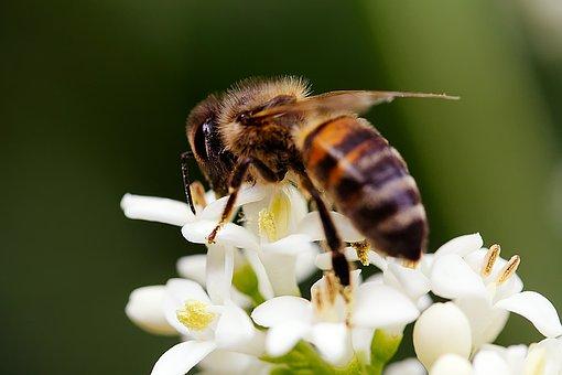 蜂蜜里有哪些激素（蜂蜜有激素成分吗）(1)