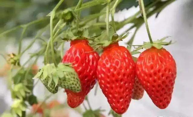 草莓品种那么多怎么选择（草莓不知道选什么品种）(11)
