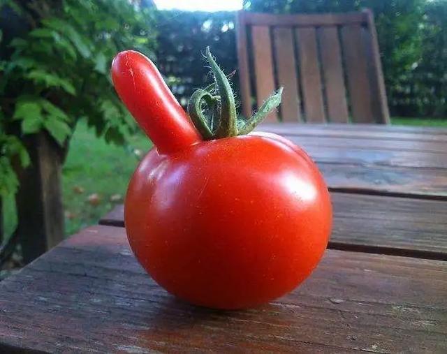 盆栽西红柿为什么总是长得细 盆栽番茄长得千奇百怪(7)