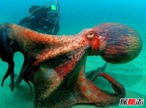 深海巨无霸鱿鱼（世界上最大的鱿鱼）(3)