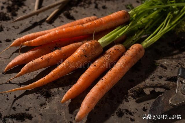 大萝卜与胡萝卜种植时间（种植萝卜和胡萝卜）