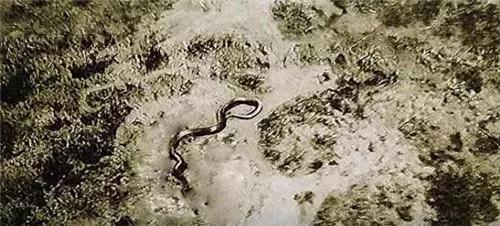 世界上最厉害的巨蟒蛇是什么（蛇到底能有多长）(5)