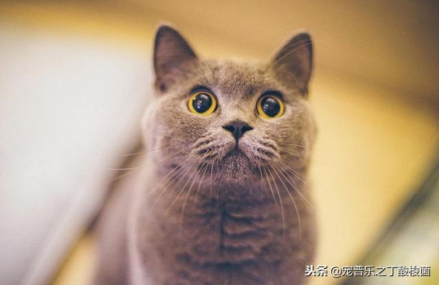 猫咪应激呕吐可以吃益生菌吗（猫咪的玻璃胃如何调理）