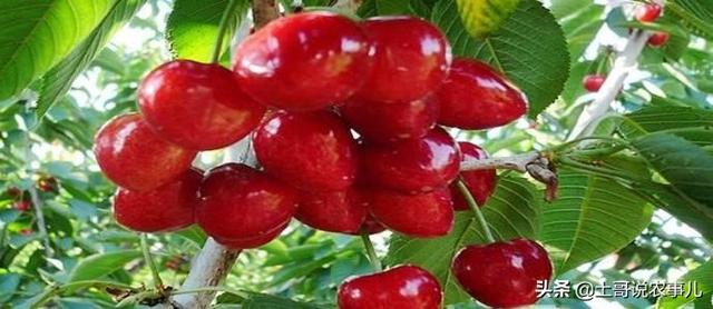 大樱桃的营养价值功效与作用（大樱桃需要的营养元素及作用）(1)