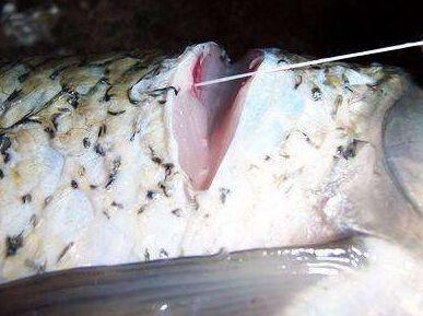 怎么去掉鱼身上的鱼腥线（鱼身上的鱼腥线是什么）(2)
