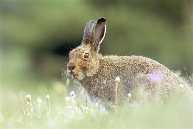 兔崽子用内蒙古话怎么说（兔崽子为什么是骂人的词语）(2)