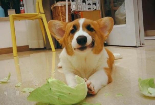 狗狗经常吃狗粮要跟什么一起吃的（别只知道给狗吃狗粮）(4)