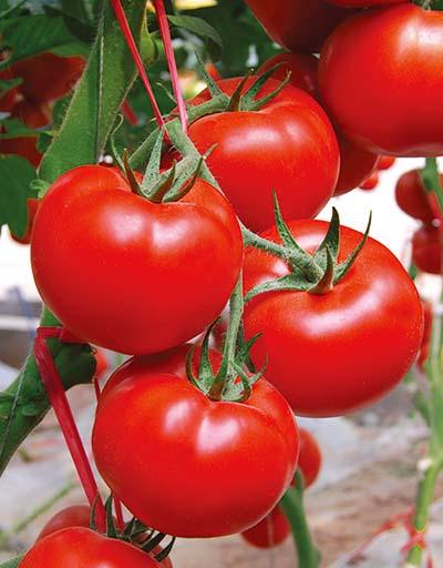 西红柿几月份种植最好（西红柿的种植技术及管理方法）(5)