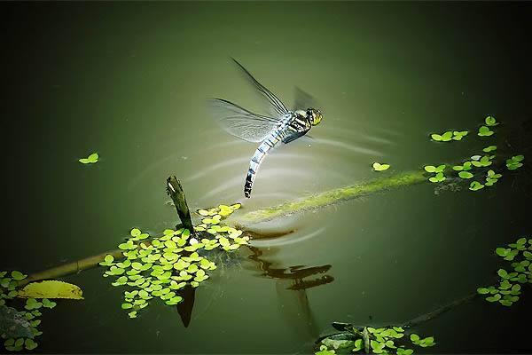 蜻蜓为什么要点水看完恍然大悟（蜻蜓为什么要用尾巴点水）(1)