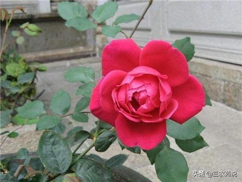 玫瑰花的颜色和不同数量的花语（玫瑰花什么季节开）(2)