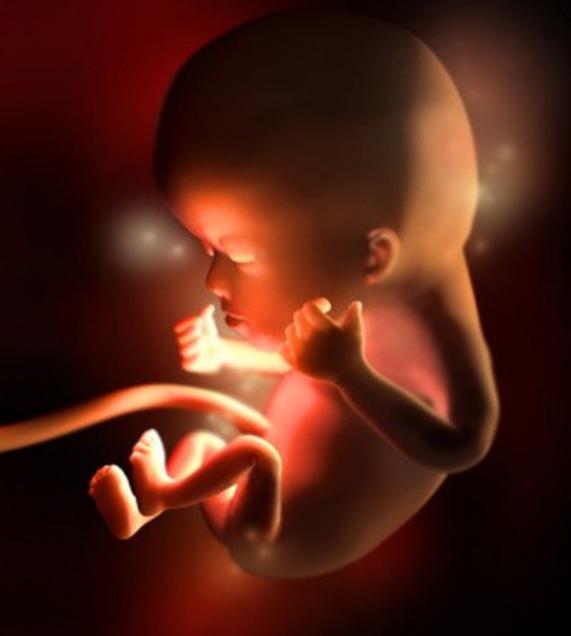 胎儿身体器官形成过程（胎儿在妈妈体内如何形成）(9)