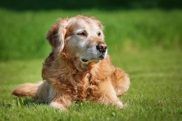 哪些情况下狗狗需要补钙（狗狗缺钙症状有哪些）(6)