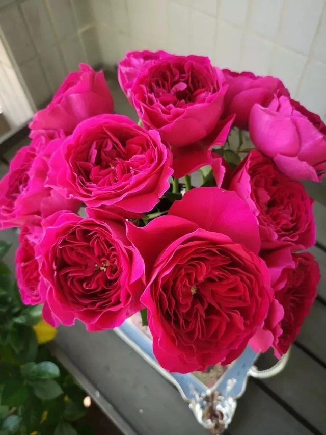 肯尼亚玫瑰哪些品种值得推荐（图鉴肯尼亚玫瑰）(25)