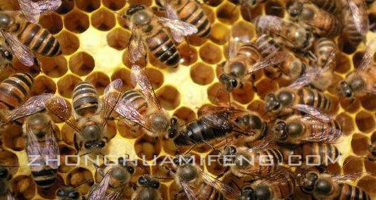 中蜂养殖基础知识大全（养好中蜂并不难）(2)
