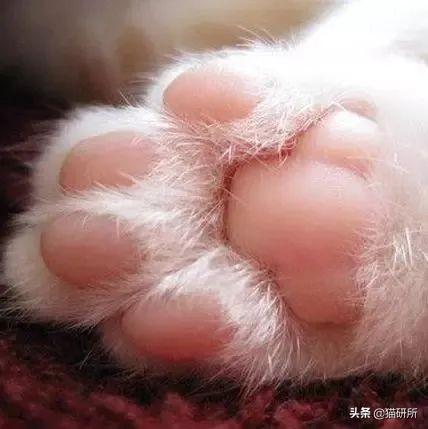 猫爪到底是三个还是四个（关于猫爪爪的8个冷知识）(2)