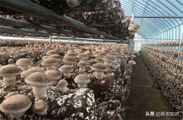 新香菇种植技术与管理（及病虫害的防治技术）(11)