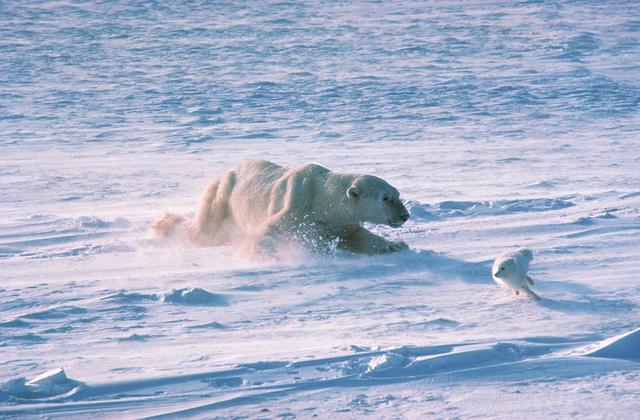 北极企鹅是怎么灭绝的（北极曾满是企鹅）(5)
