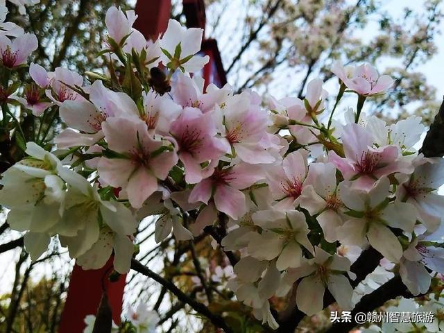 南昌县哪个地方可以看樱花（赣县樱花公园的樱花开了）(2)