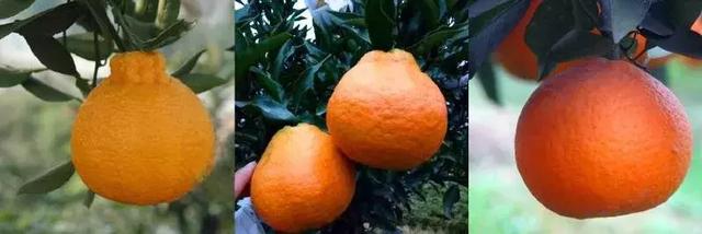 粑粑柑和普通橘子的区别（但你真的知道耙耙柑和不知火的区别吗）(1)